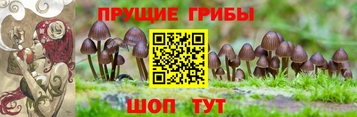 Галлюциногенные грибы Psilocybine cubensis Клинцы